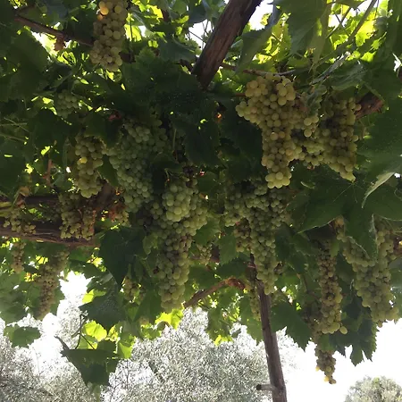 Efes Butik 3* كيرازلي